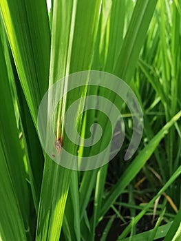 rice leaf disease symptom from fungi