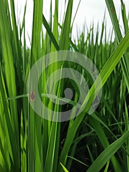 rice leaf disease symptom from fungi