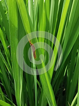 rice leaf disease symptom from fungi