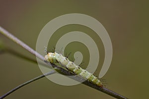 Rice leaffolder moth caterpillar