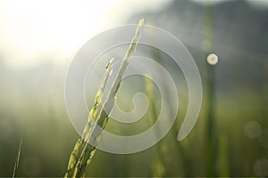 Rice leaves with dew in sunrise background