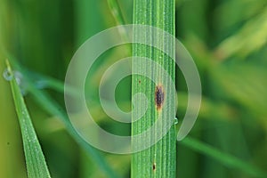 Rice leaves disease under proper condition for pathogen,high humidity