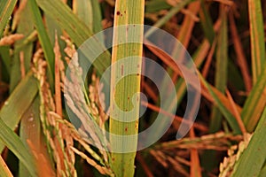 Rice leaves disease under proper condition for pathogen,high humidity