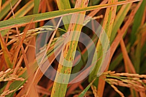 Rice leaves disease under proper condition for pathogen,high humidity