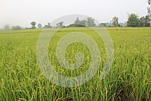 Rice life savety nature and agriculture