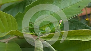 Rice locust (locust) on a green leaf