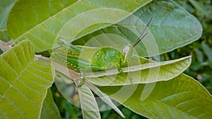 Rice locust (locust) on a green leaf