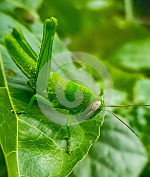 Rice locusts