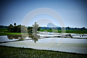 Rice Fields, Hpa An, Myanmar photo