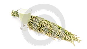Rice milk and green ears of rices isolated on white background