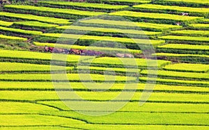 Rice on neighborhood of Dalat, Vietnam