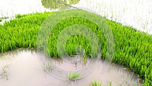 Rice nursery grow in water field