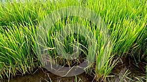 Rice nursery on wet soil photo