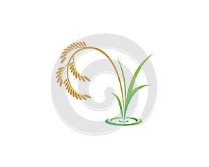 rice of organic vector icon illustration