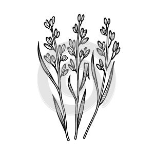 Rice oryza plant sketch vector illustration