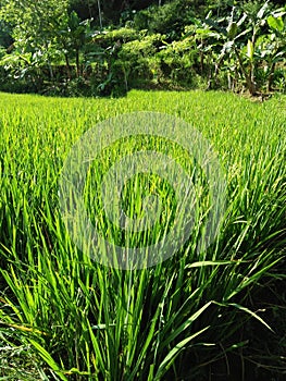 Rice (Oryza sativa L.) is one of the most important crops in civilization.  refers to the type of cultivated plant