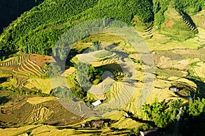 Rice pad of Sapa-Viet Nam photo