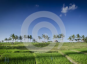 Rice paddie fields landscape view in south bali indonesia