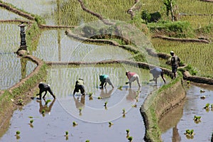 Rice paddies