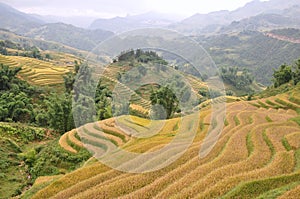 Rice paddies photo