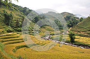 Rice paddies photo