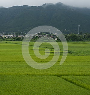 Rice paddies