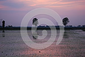 Rice Paddies photo