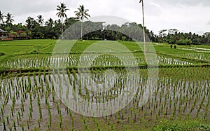 Rice paddies