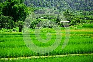 Rice paddies photo