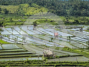 Rice paddies in Bali Indonesia