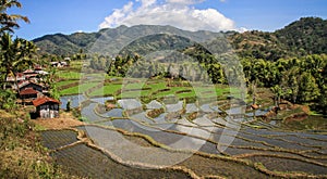 Rice paddies in the beautiful and luxurious countryside around bajawa Nusa Tenggara, flores island, Indonesia