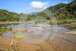 Rice paddies in the beautiful and luxurious countryside around bajawa Nusa Tenggara, flores island, Indonesia
