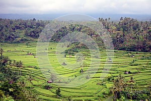 Rice paddies, Bukit Jambul, Bali, Indonesia photo