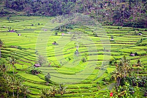 Rice paddies, Bukit Jambul, Bali, Indonesia photo