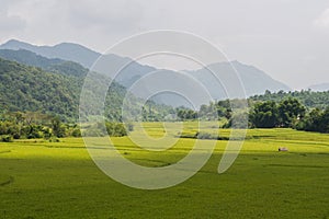 Rice Paddies in the Countryside in Laos