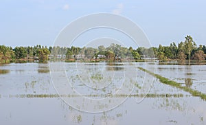 Rice paddies are flooded with water photo
