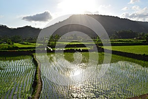 Rice paddies photo