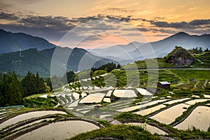 Rice Paddies in Japan