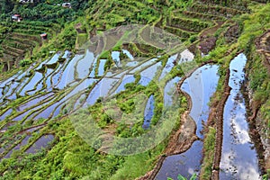 Rice paddies landscape in Philippines photo