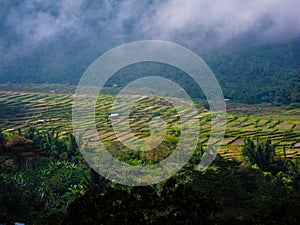 Rice Paddies misty sky, low clouds, flores, Indonesia