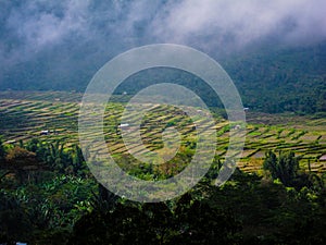 Rice Paddies misty sky, low clouds, flores, Indonesia photo