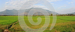 Rice paddies near Champasak photo