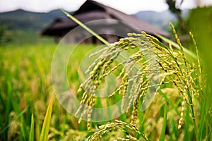 Rice paddies and old house photo