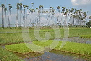 Rice paddies photo