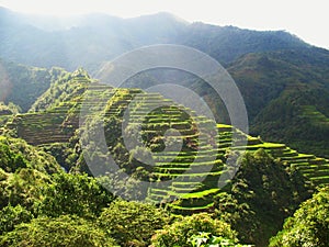 Rice paddies in Philippines photo