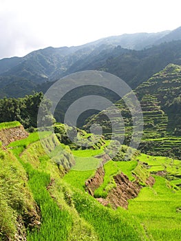 Rice paddies in Philippines photo