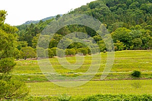 Rice paddies at Shugakuin Imperial Villa Shugakuin Rikyu in Kyoto, Japan. It was originally