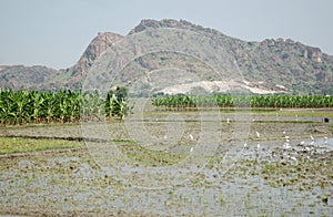 Rice paddies photo