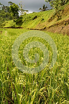 Rice paddies. Tegallalang. Gianyar regency. Bali. Indonesia