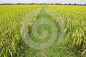 Rice paddies in Thailand photo